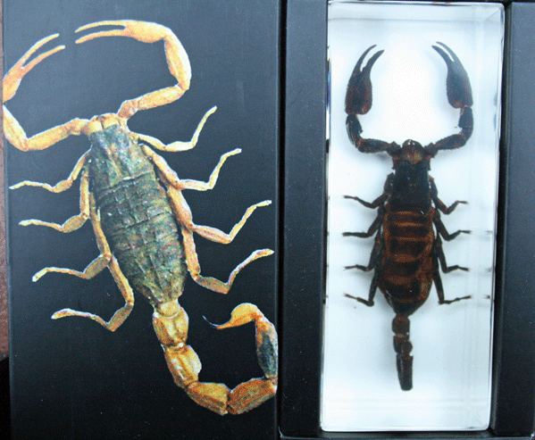 Genuine Black Scorpion in Clear Lucite (Paperweight)