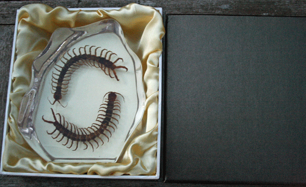 Extra Large Monster Centipede Paperweight/ Desk Decoration
