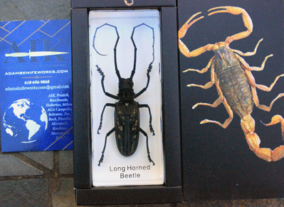 Longhorn Beetle in Clear Lucite (Paperweight)