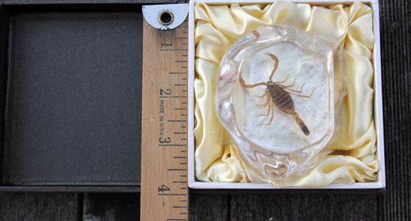 Genuine Scorpion Paperweight/Display in Clear Lucite