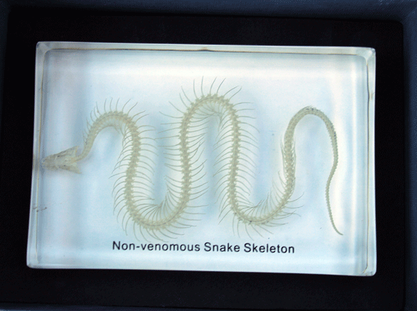 Real Snake Skeleton Display
